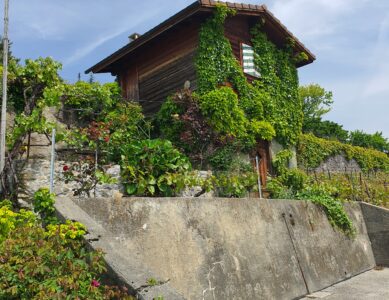 Cabane des vignes