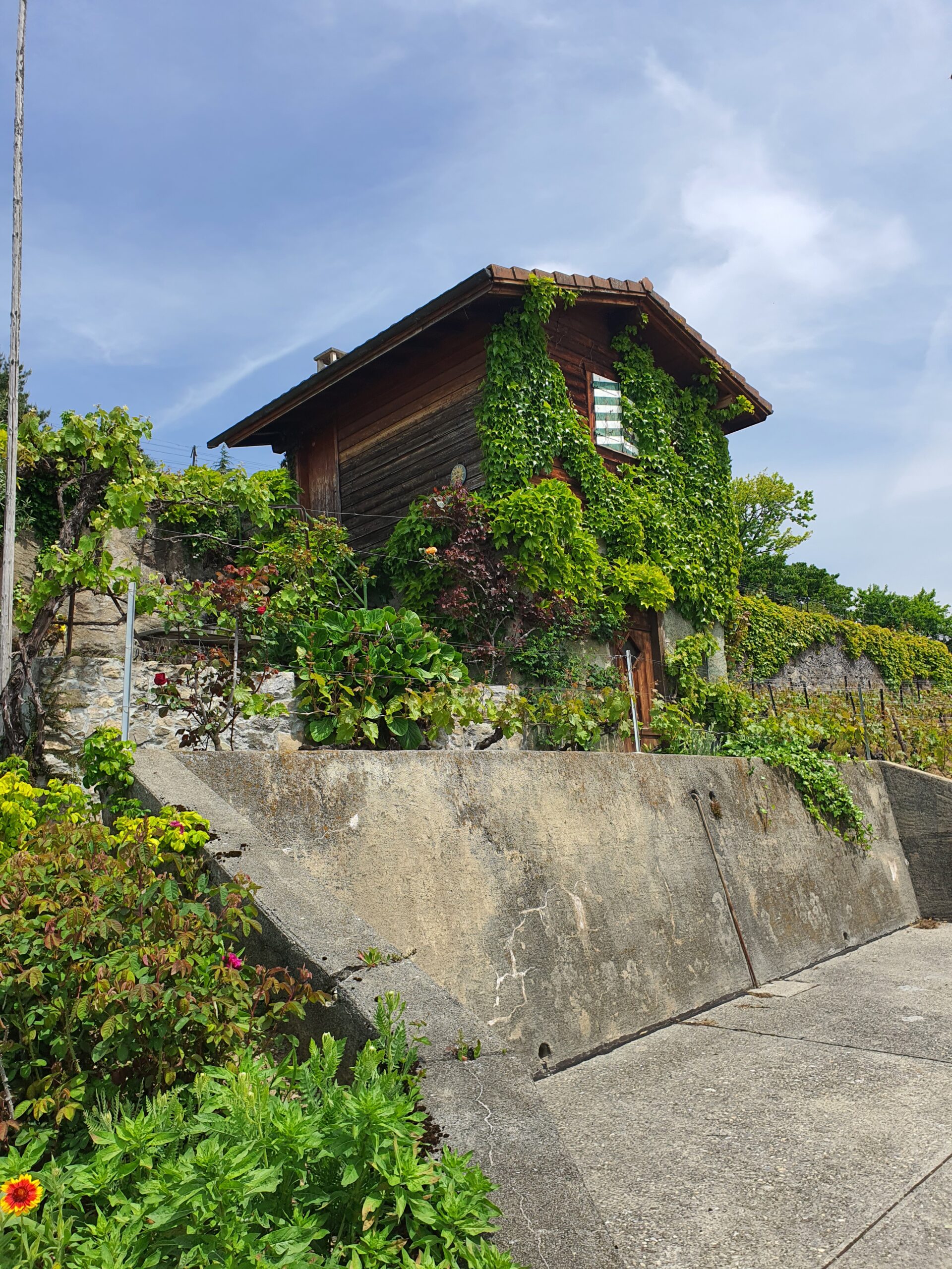 Cabane des vignes