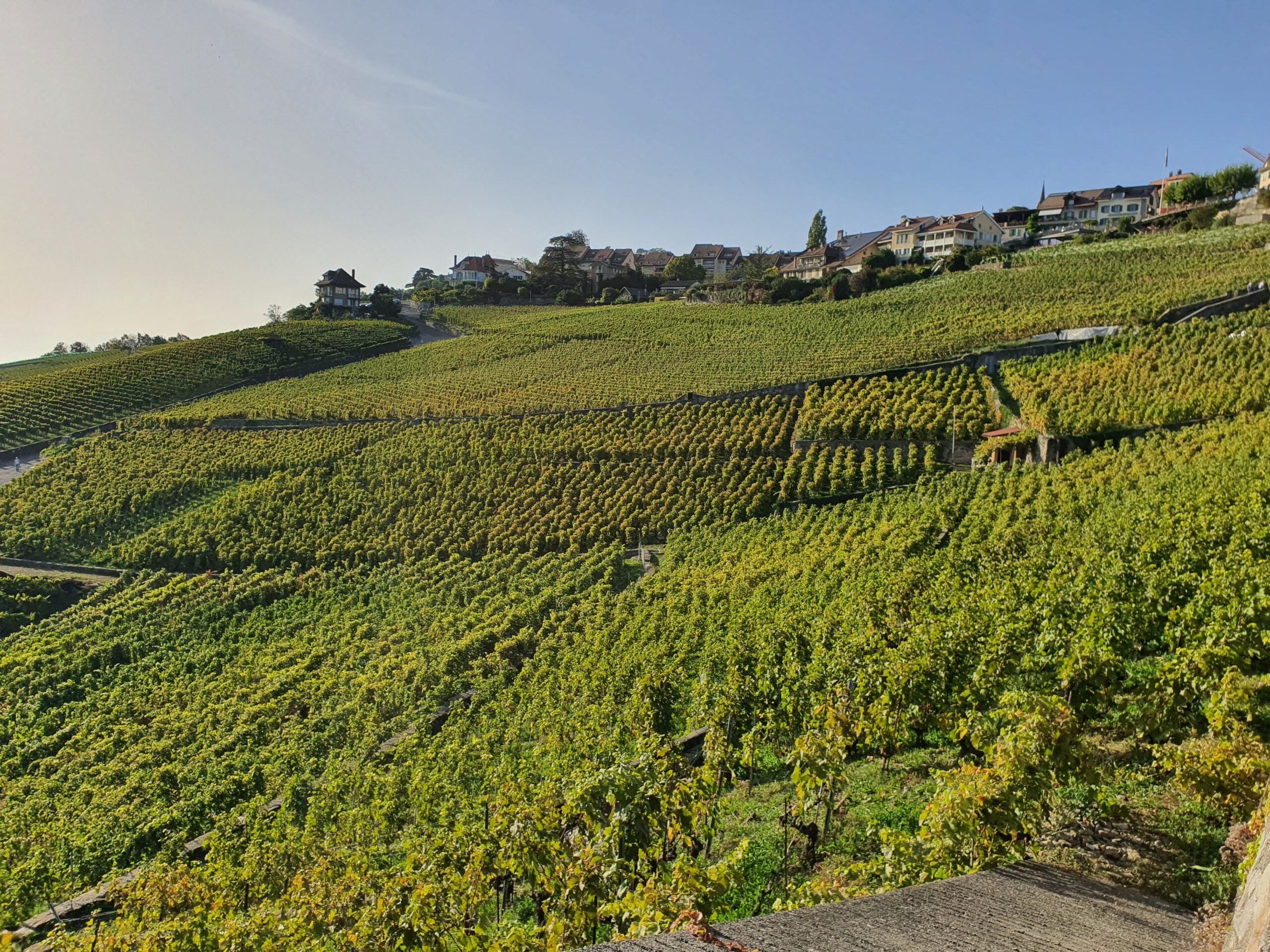 Chexbres depuis les vignes