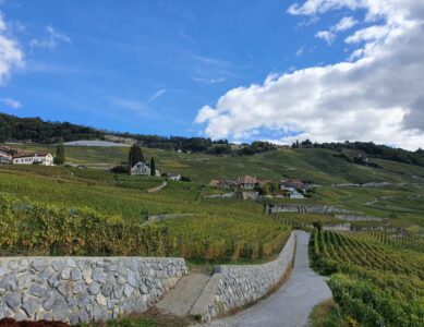 Vue d’Épesses depuis les vignes