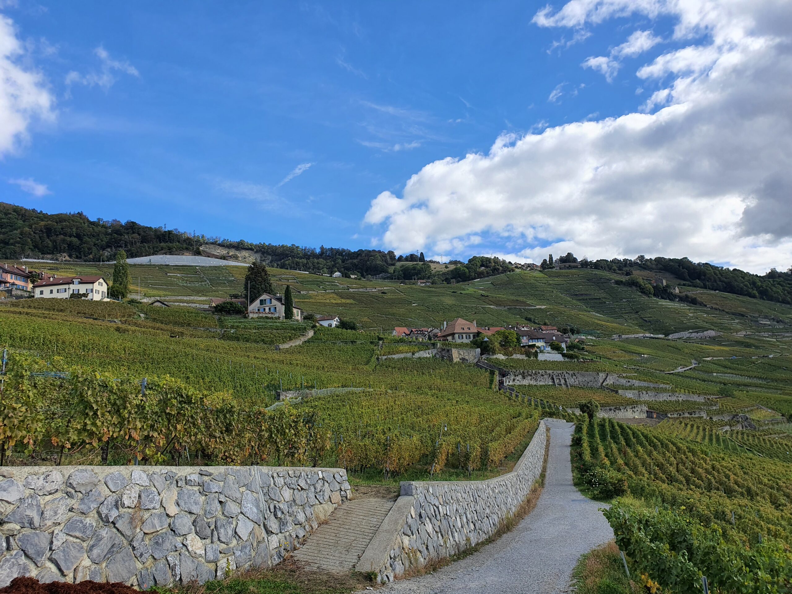 Vue d’Épesses depuis les vignes