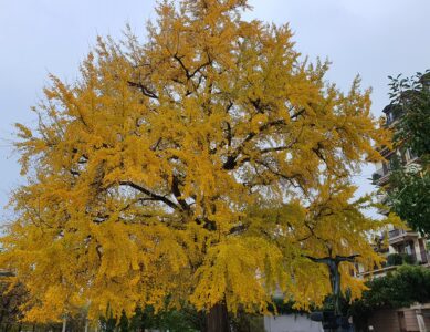 L’arbre au mille écus de Vevey