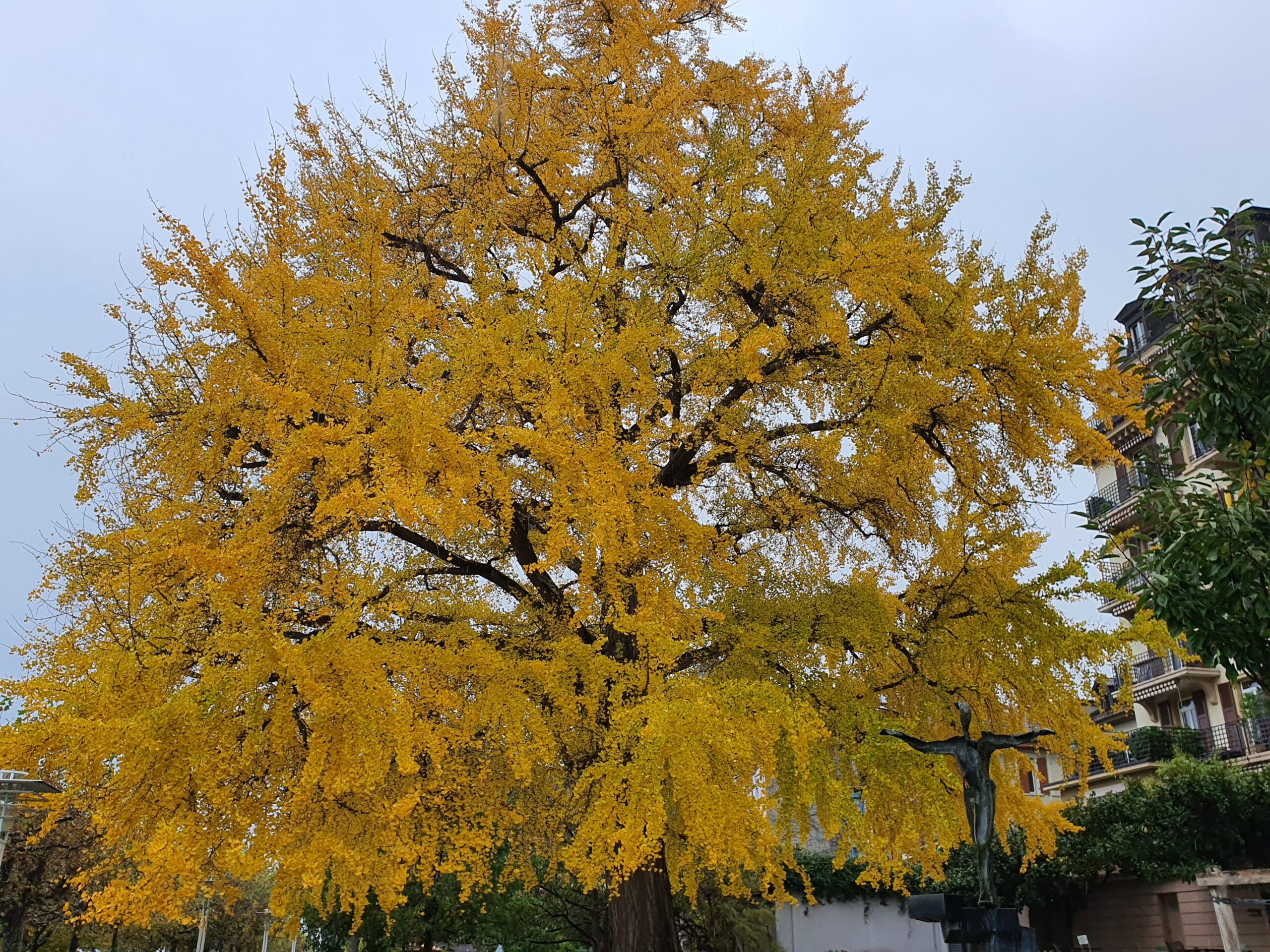 L’arbre au mille écus de Vevey